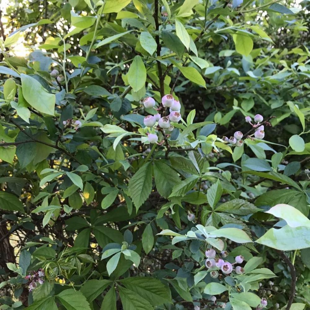 Meet your Posher, Ashlei